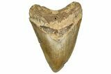 Fossil Megalodon Tooth - North Carolina #328428-1